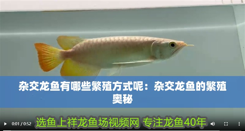 雜交龍魚有哪些繁殖方式呢：雜交龍魚的繁殖奧秘