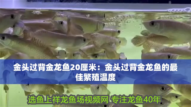 金頭過背金龍魚20厘米：金頭過背金龍魚的最佳繁殖溫度