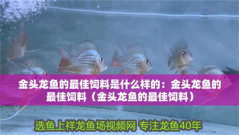 金頭龍魚的最佳飼料是什么樣的：金頭龍魚的最佳飼料（金頭龍魚的最佳飼料）