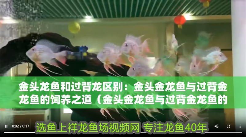 金頭龍魚和過背龍區別：金頭金龍魚與過背金龍魚的飼養之道（金頭金龍魚與過背金龍魚的飼養技巧）