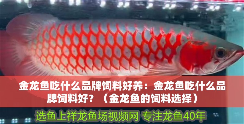 金龍魚吃什么品牌飼料好養：金龍魚吃什么品牌飼料好？（金龍魚的飼料選擇）
