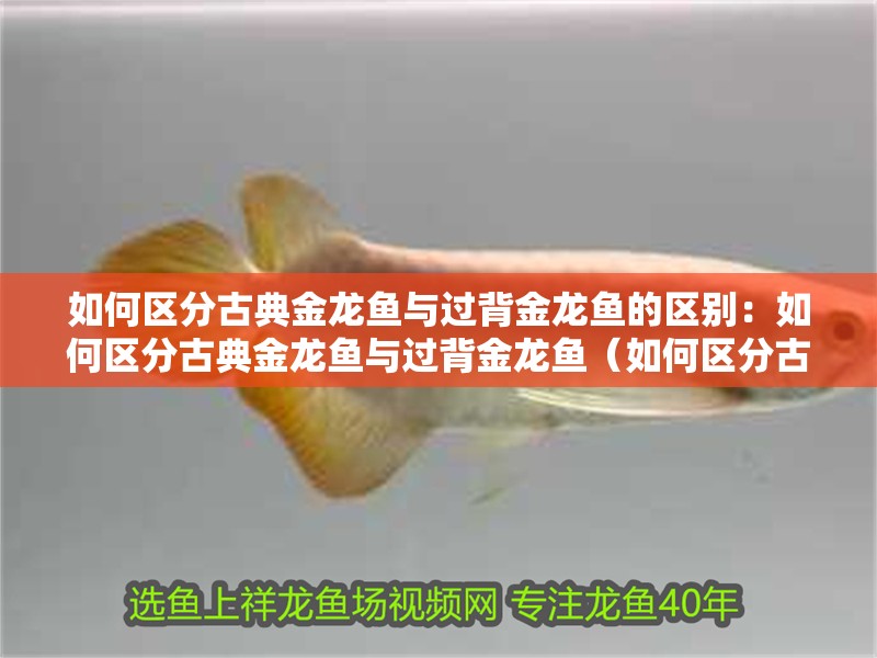 如何區(qū)分古典金龍魚與過背金龍魚的區(qū)別：如何區(qū)分古典金龍魚與過背金龍魚（如何區(qū)分古典金龍魚與過背金龍魚）