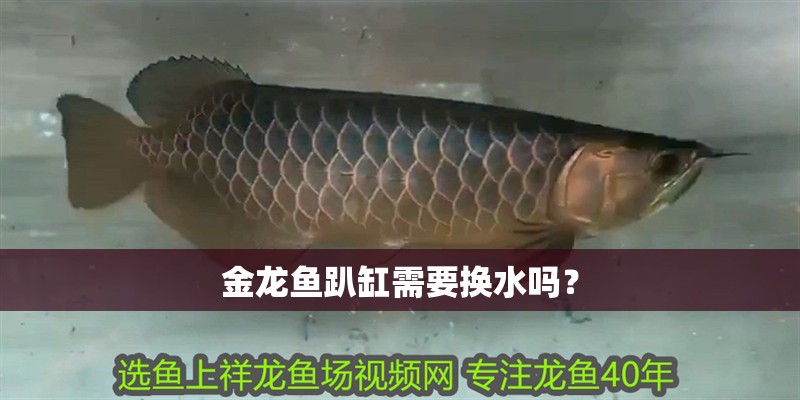 金龍魚趴缸需要換水嗎？