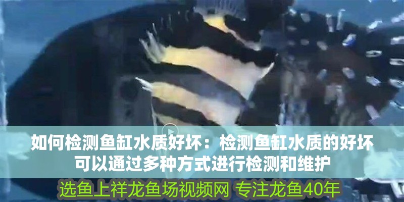 如何檢測魚缸水質好壞：檢測魚缸水質的好壞可以通過多種方式進行檢測和維護