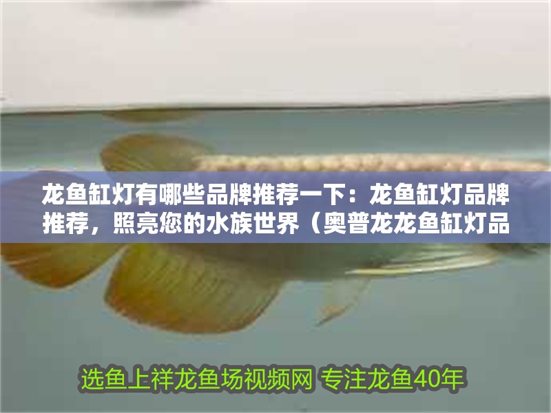 龍魚缸燈有哪些品牌推薦一下：龍魚缸燈品牌推薦，照亮您的水族世界（奧普龍龍魚缸燈品牌推薦）