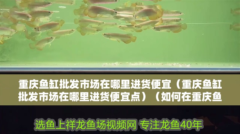 重慶魚缸批發市場在哪里進貨便宜（重慶魚缸批發市場在哪里進貨便宜點）（如何在重慶魚缸批發市場中找到價格便宜的魚缸）