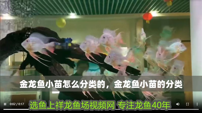 金龍魚小苗怎么分類的，金龍魚小苗的分類