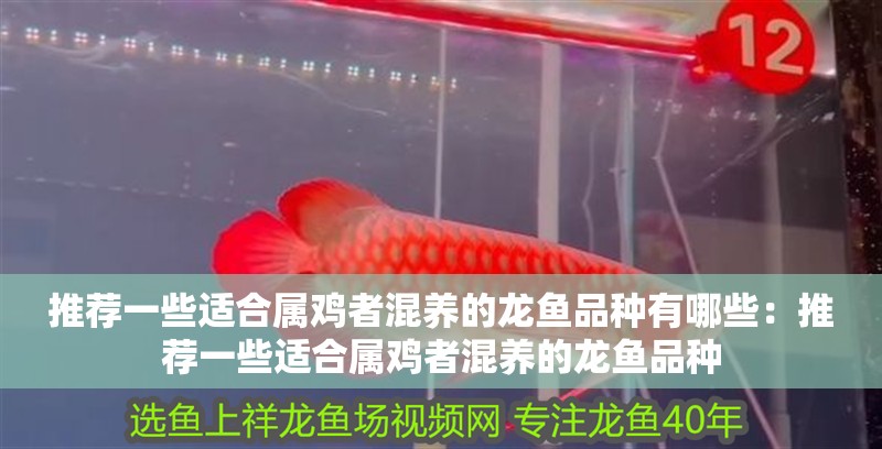 推薦一些適合屬雞者混養的龍魚品種有哪些：推薦一些適合屬雞者混養的龍魚品種