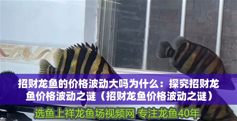 招財龍魚的價格波動大嗎為什么：探究招財龍魚價格波動之謎（招財龍魚價格波動之謎）