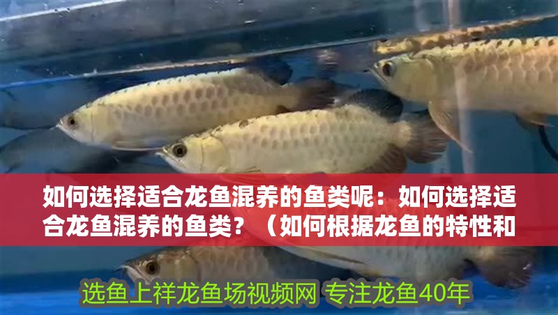 如何選擇適合龍魚混養(yǎng)的魚類呢：如何選擇適合龍魚混養(yǎng)的魚類？（如何根據(jù)龍魚的特性和魚缸環(huán)境來選擇適合的魚類）
