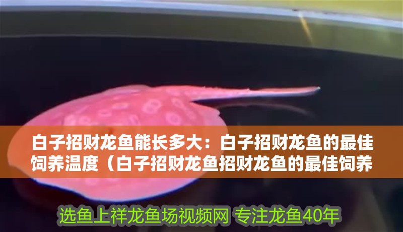白子招財龍魚能長多大：白子招財龍魚的最佳飼養溫度（白子招財龍魚招財龍魚的最佳飼養溫度是26至28攝氏度）