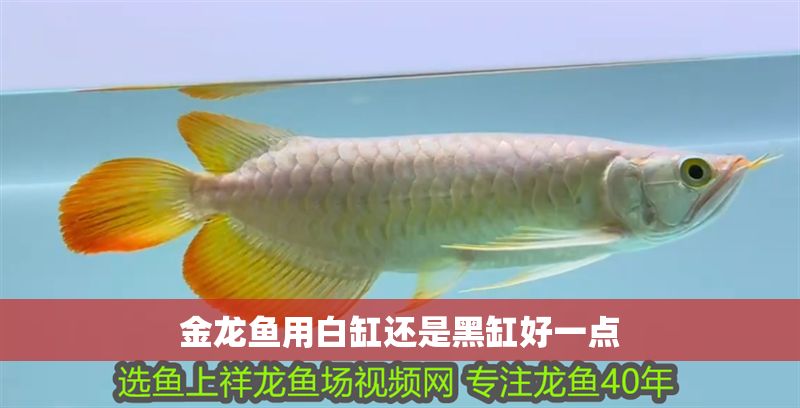 金龍魚用白缸還是黑缸好一點