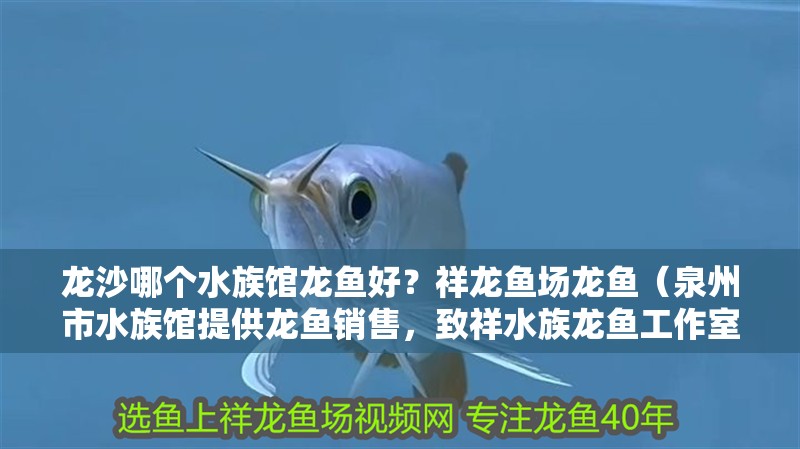 龍沙哪個(gè)水族館龍魚好？祥龍魚場(chǎng)龍魚（<strong><mark>泉州</mark></strong>市水族館提供龍魚銷售，致祥水族龍魚工作室口碑如何）