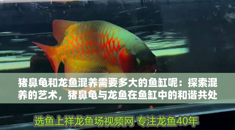豬鼻龜和龍魚混養(yǎng)需要多大的魚缸呢：探索混養(yǎng)的藝術，豬鼻龜與龍魚在魚缸中的和諧共處（探討1-2只豬鼻龜和龍魚混養(yǎng)的適宜魚缸尺寸）