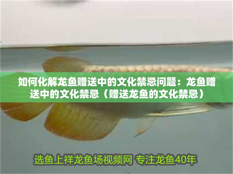 如何化解龍魚贈送中的文化禁忌問題：龍魚贈送中的文化禁忌（贈送龍魚的文化禁忌）