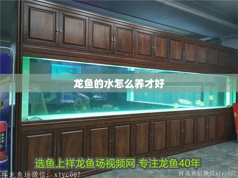 龍魚的水怎么養才好