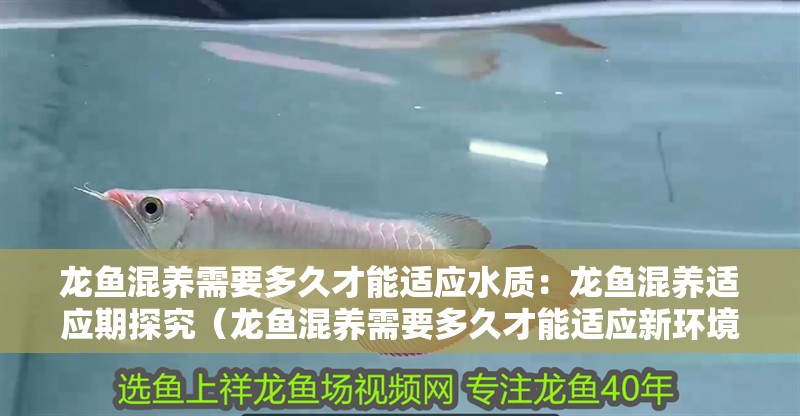 龍魚混養需要多久才能適應水質：龍魚混養適應期探究（龍魚混養需要多久才能適應新環境）
