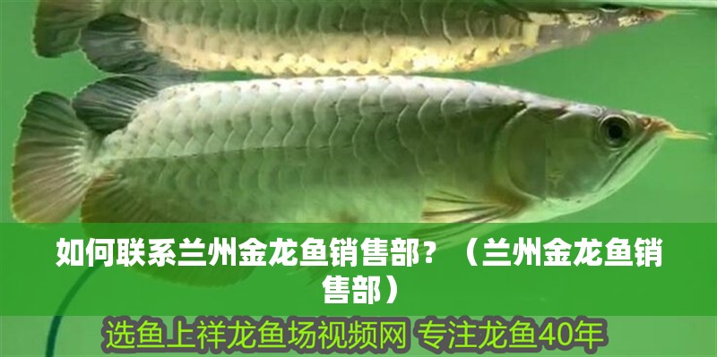 如何聯(lián)系蘭州金龍魚銷售部？（蘭州金龍魚銷售部）