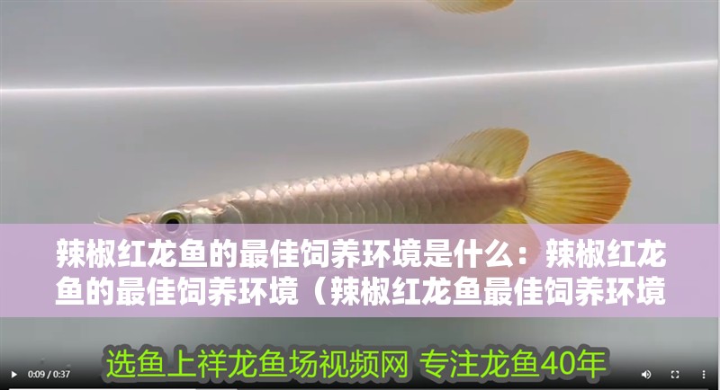 辣椒紅龍魚的最佳飼養(yǎng)環(huán)境是什么：辣椒紅龍魚的最佳飼養(yǎng)環(huán)境（辣椒紅龍魚最佳飼養(yǎng)環(huán)境的要素）