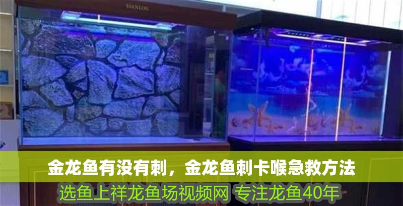 金龍魚有沒有刺，金龍魚刺卡喉急救方法