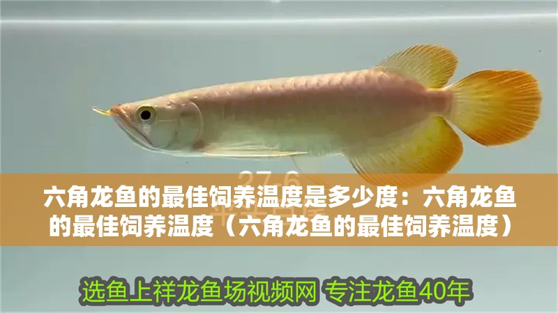 六角龍魚的最佳飼養(yǎng)溫度是多少度：六角龍魚的最佳飼養(yǎng)溫度（六角龍魚的最佳飼養(yǎng)溫度）