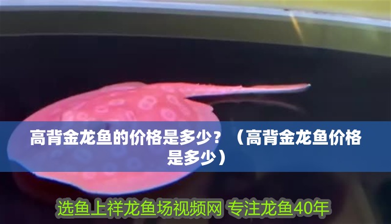 高背金龍魚的價格是多少？（高背金龍魚價格是多少）