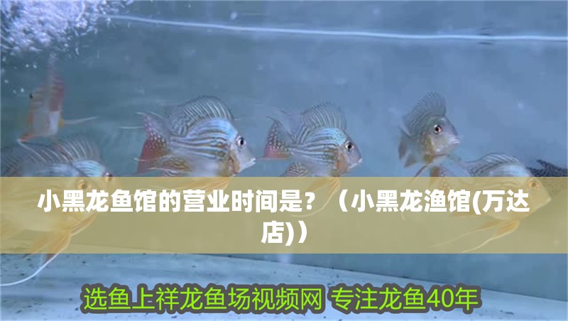 小黑龍魚館的營業時間是？（小黑龍漁館(萬達店)）