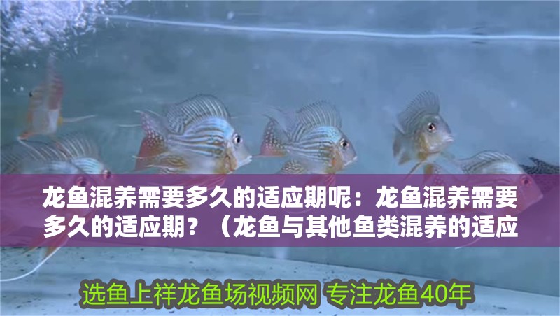 龍魚混養(yǎng)需要多久的適應(yīng)期呢：龍魚混養(yǎng)需要多久的適應(yīng)期？（龍魚與其他魚類混養(yǎng)的適應(yīng)期）