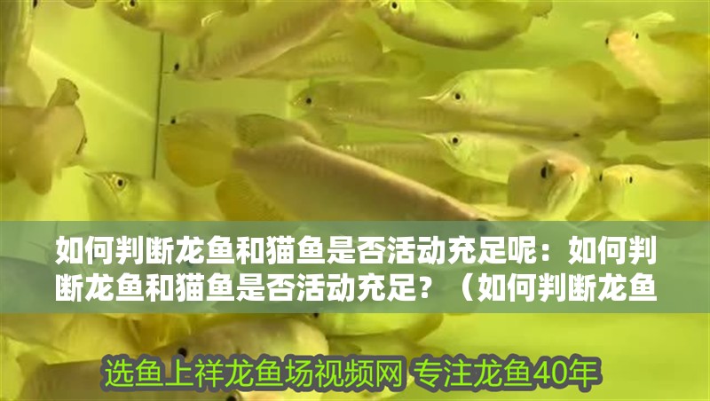 魚缸用增氧泵價格是多少:魚缸增氧機-xtrac增氧機-xtrac增氧機 如何判斷龍魚和貓魚是否活動充足呢:如何判斷龍魚和貓魚是否活動充足?(如何判斷龍魚和貓魚是否活動充足) 水族問答 如何判斷龍魚和貓魚是否活動充足呢:如何判斷龍魚和貓魚是否活動充足?(如何判斷龍魚和貓魚是否活動充足) 如何判斷龍魚和貓魚是否活動充足呢:如何判斷龍魚和貓魚是否活動充足?(如何判斷龍魚和貓魚是否活動充足) 水族問答
