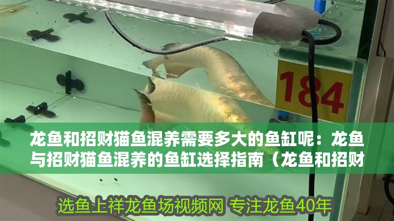 龍魚和招財貓魚混養需要多大的魚缸呢：龍魚與招財貓魚混養的魚缸選擇指南（龍魚和招財貓魚混養的注意事項）