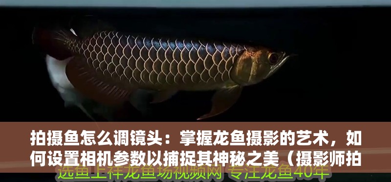 拍攝魚(yú)怎么調(diào)鏡頭：掌握龍魚(yú)攝影的藝術(shù)，如何設(shè)置相機(jī)參數(shù)以捕捉其神秘之美（攝影師拍攝龍魚(yú)攝影的快門(mén)速度（如f/2.8或f/1.8或f/22））