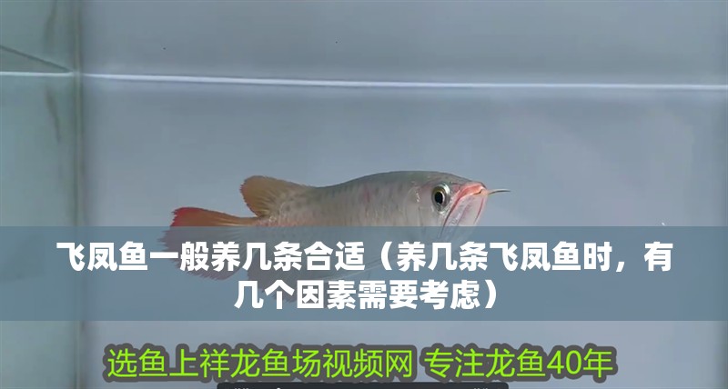 飛鳳魚一般養幾條合適（養幾條飛鳳魚時，有幾個因素需要考慮）