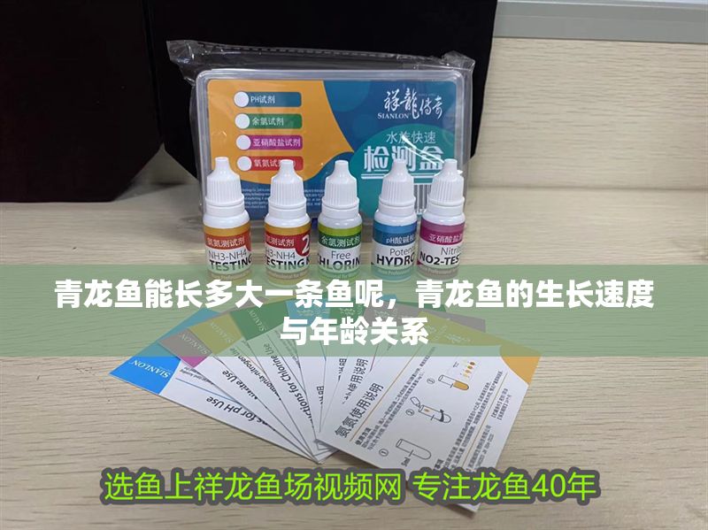 青龍魚能長多大一條魚呢，青龍魚的生長速度與年齡關系