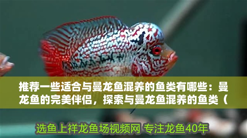 推薦一些適合與曼龍魚混養(yǎng)的魚類有哪些：曼龍魚的完美伴侶，探索與曼龍魚混養(yǎng)的魚類（曼龍魚與曼龍魚混養(yǎng)時(shí)需要注意的魚類與其他魚類混養(yǎng)）