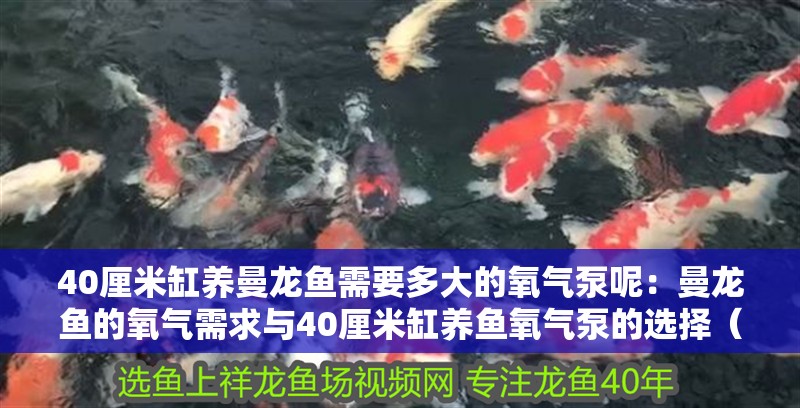 40厘米缸養曼龍魚需要多大的氧氣泵呢：曼龍魚的氧氣需求與40厘米缸養魚氧氣泵的選擇（曼龍魚氧氣泵的選擇）