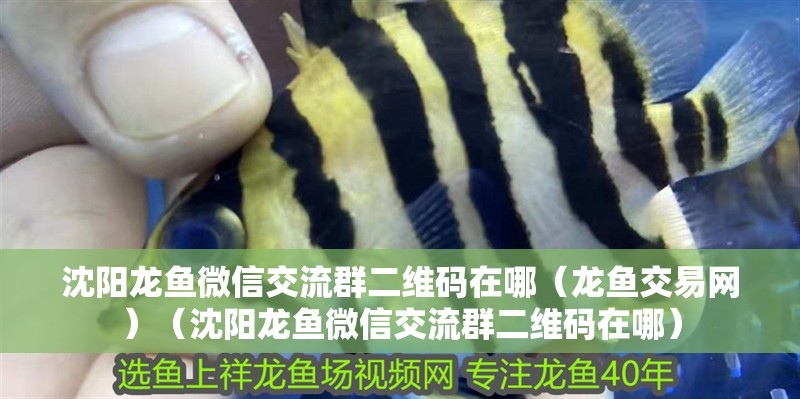 沈陽龍魚微信交流群二維碼在哪（龍魚交易網）（沈陽龍魚微信交流群二維碼在哪）