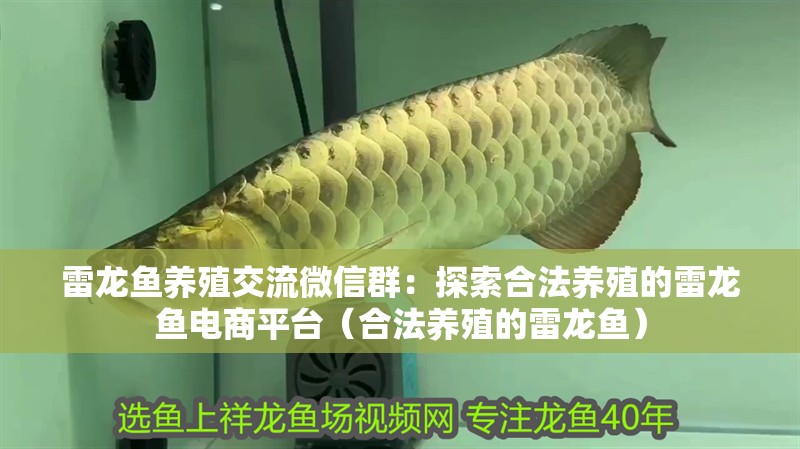 雷龍魚養殖交流微信群：探索合法養殖的雷龍魚電商平臺（合法養殖的雷龍魚）