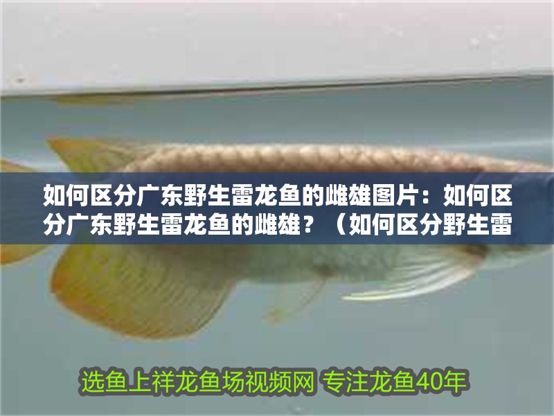 如何區(qū)分廣東野生雷龍魚的雌雄圖片：如何區(qū)分廣東野生雷龍魚的雌雄？（如何區(qū)分野生雷龍魚的雌雄）