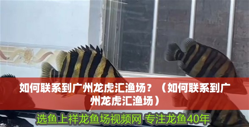 如何聯系到廣州龍虎匯漁場？（如何聯系到廣州龍虎匯漁場）