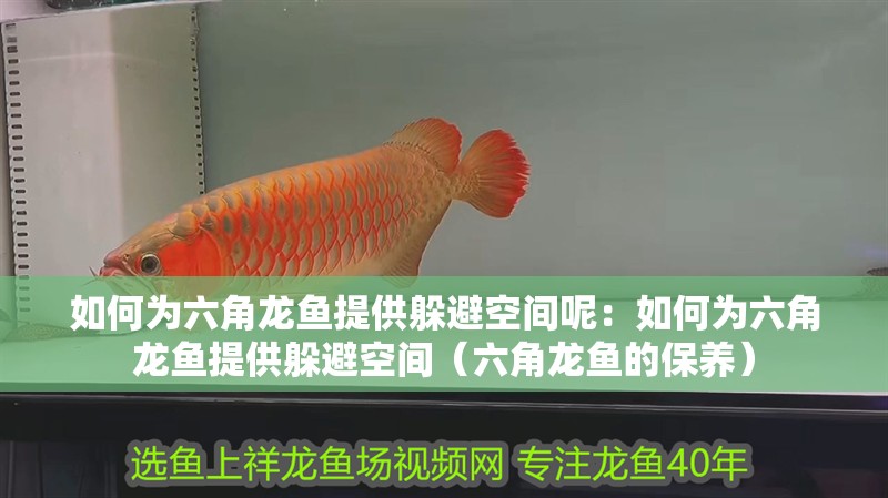 如何為六角龍魚提供躲避空間呢：如何為六角龍魚提供躲避空間（六角龍魚的保養(yǎng)）