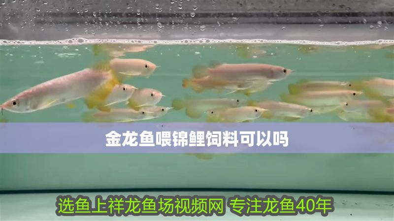 金龍魚喂錦鯉飼料可以嗎 龍魚百科 第2張 金龍魚喂錦鯉飼料可以嗎 金龍魚喂錦鯉飼料可以嗎 龍魚百科 第2張
