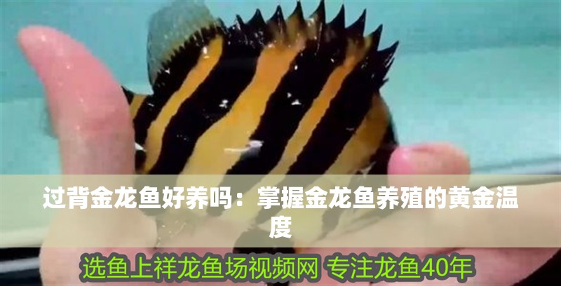 過背金龍魚好養嗎：掌握金龍魚養殖的黃金溫度