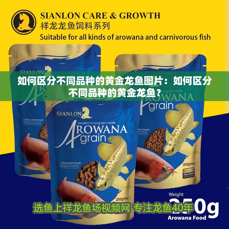 如何區分不同品種的黃金龍魚圖片：如何區分不同品種的黃金龍魚？