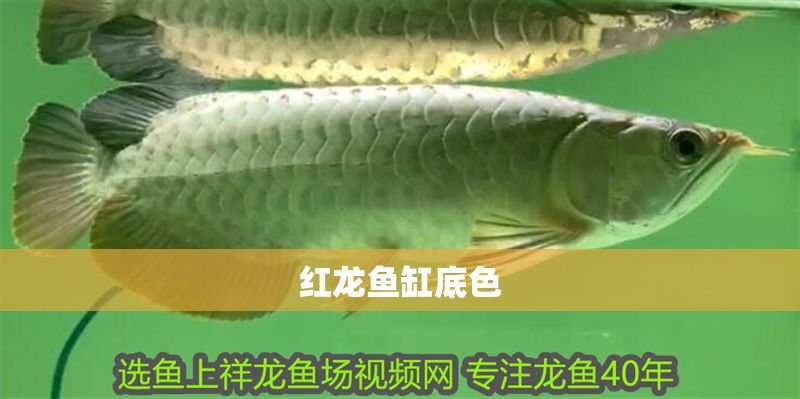 紅龍魚缸底色