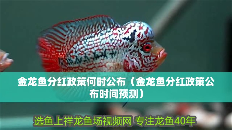 金龍魚分紅政策何時公布（金龍魚分紅政策公布時間預測）
