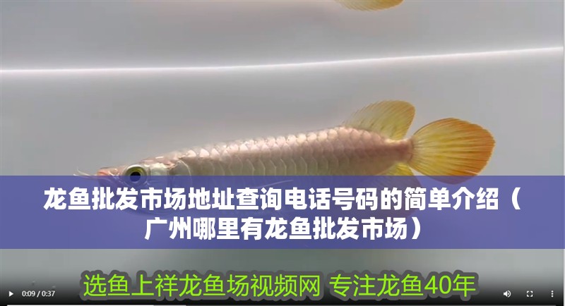 龍魚(yú)批發(fā)市場(chǎng)地址查詢(xún)電話(huà)號(hào)碼的簡(jiǎn)單介紹（廣州哪里有龍魚(yú)批發(fā)市場(chǎng)）