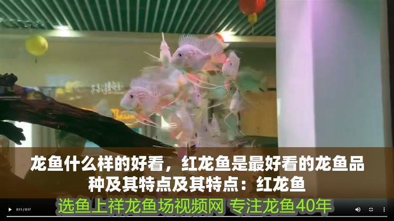 龍魚(yú)什么樣的好看，紅龍魚(yú)是最好看的龍魚(yú)品種及其特點(diǎn)及其特點(diǎn)：紅龍魚(yú)