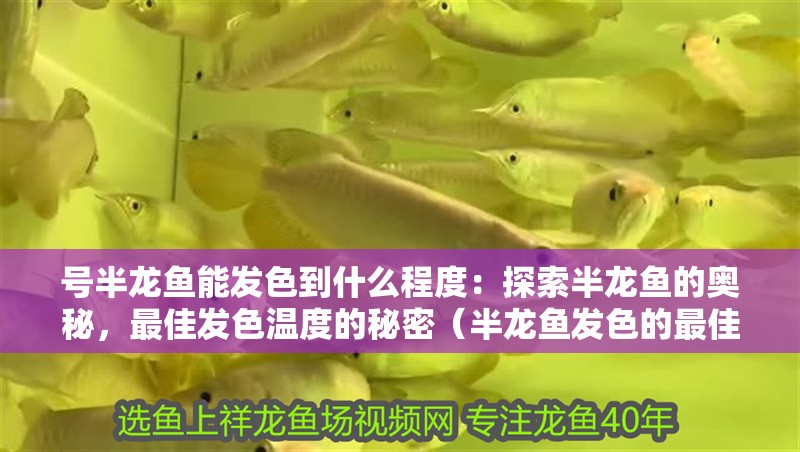 號半龍魚能發(fā)色到什么程度：探索半龍魚的奧秘，最佳發(fā)色溫度的秘密（半龍魚發(fā)色的最佳溫度）