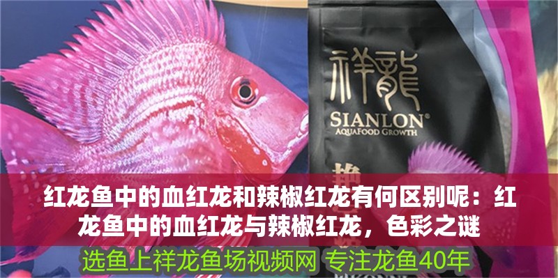 紅龍魚中的血紅龍和辣椒紅龍有何區別呢：紅龍魚中的血紅龍與辣椒紅龍，色彩之謎
