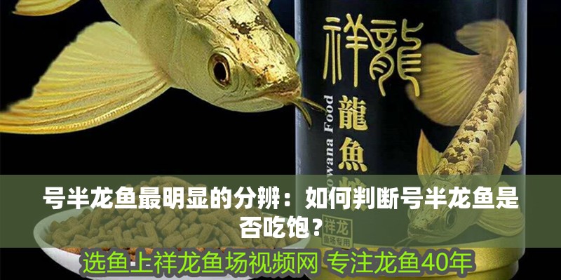 號半龍魚最明顯的分辨：如何判斷號半龍魚是否吃飽？